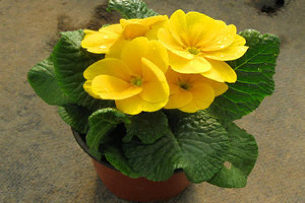 potted primrose