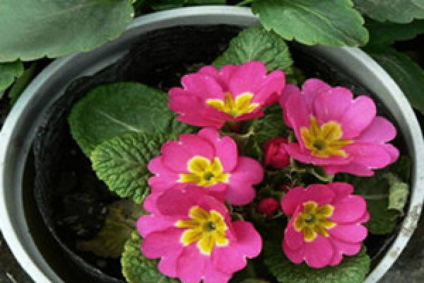 Potted primrose