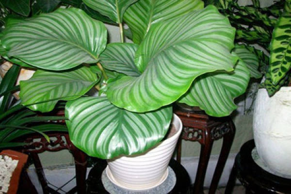 Potted round-leaf arrowroot
