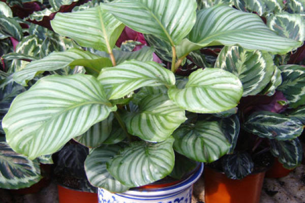 Potted round-leaf arrowroot