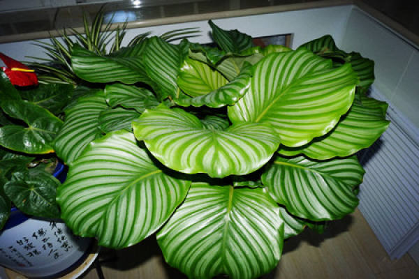 potted round leaf taro