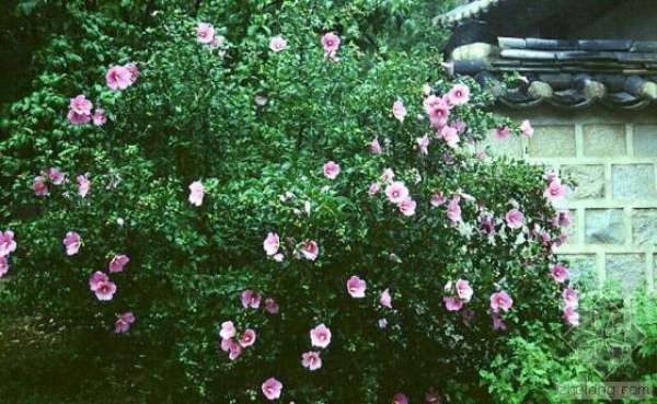 Hibiscus