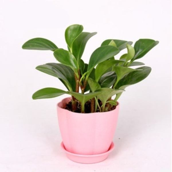 Temperature requirement of watercress