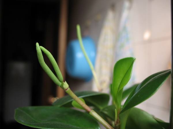 is the bean green in bloom