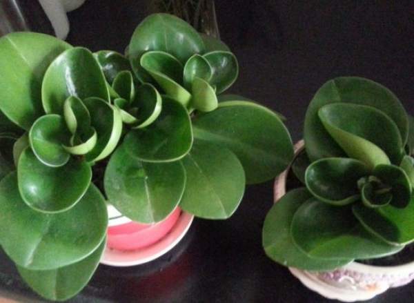 Ramet propagation of watercress