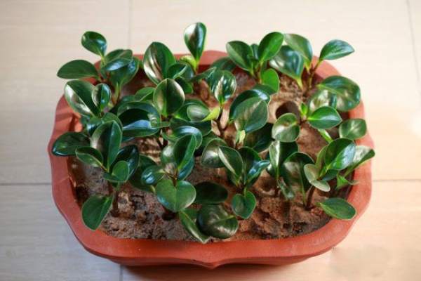 Ramet propagation of watercress