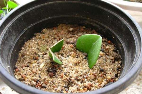Ramet propagation of watercress