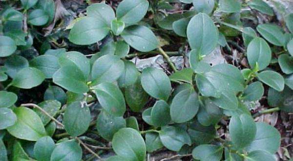 Stemless Peperomia