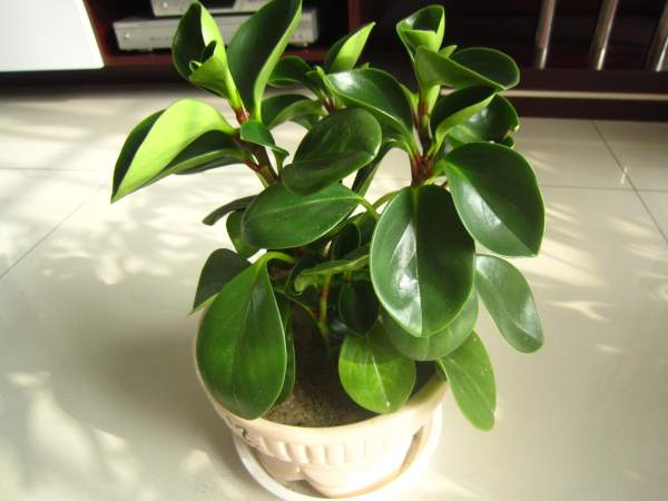 Stemless Peperomia