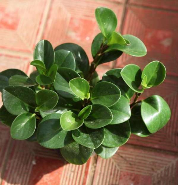 Stemless Peperomia