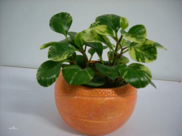Stemless Peperomia