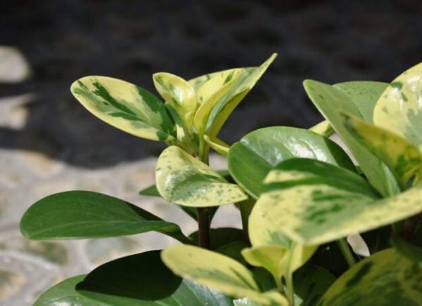 Stemless Peperomia