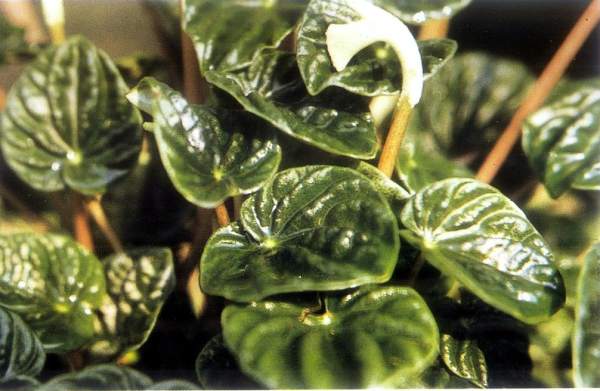 Stemless Peperomia