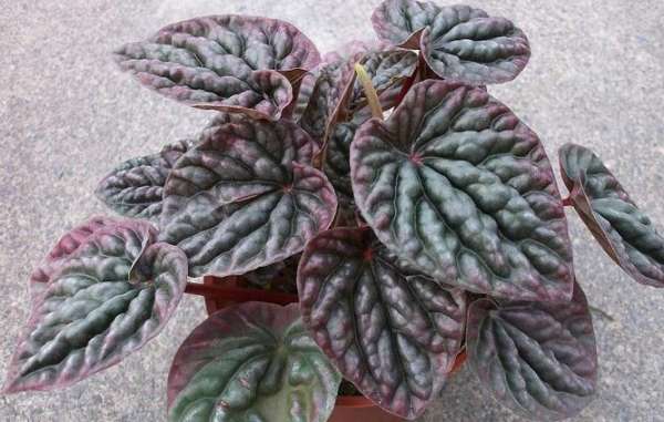Stemless Peperomia