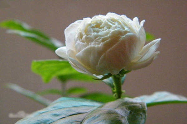Jasmine