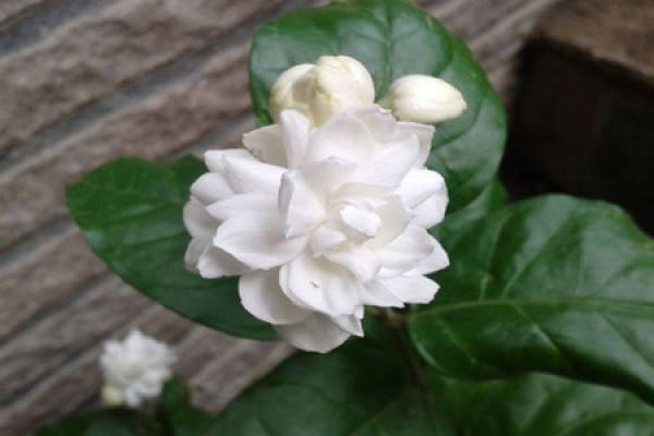 Jasmine