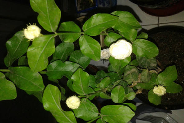 Jasmine