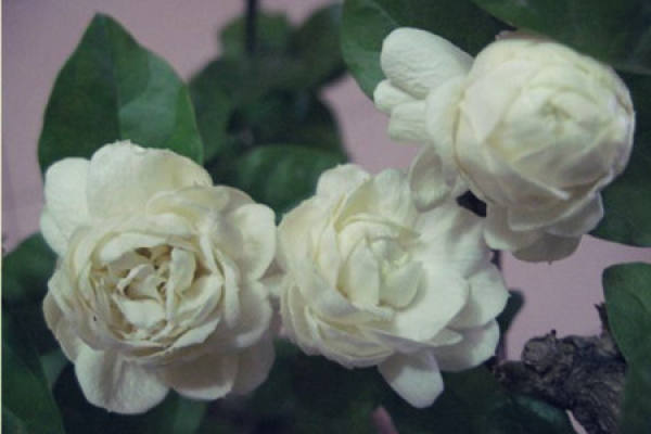 Jasmine - Jasmine with tiger head