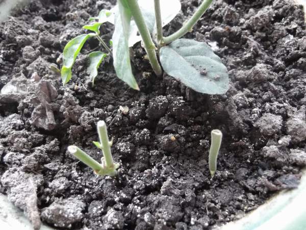 potted Jasmine sprouts