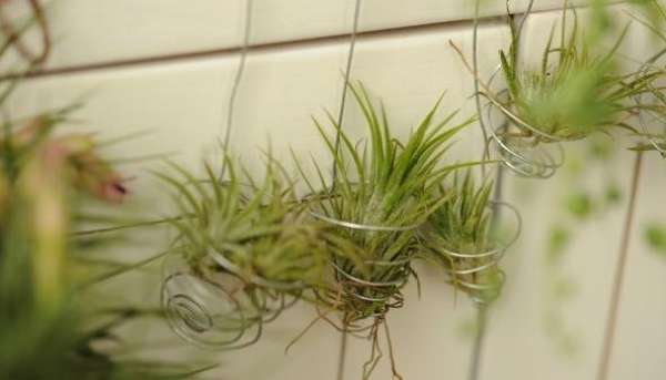 Method for fixing air pineapple
