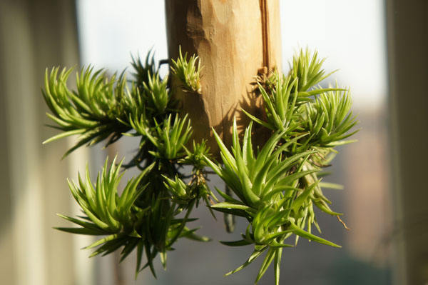 Method for fixing air pineapple