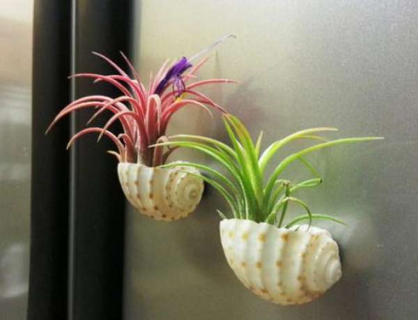 Air, pineapple, spring.