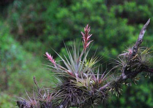 air pineapple spring