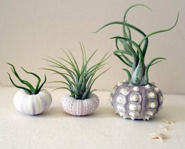 How does novice choose air pineapple?