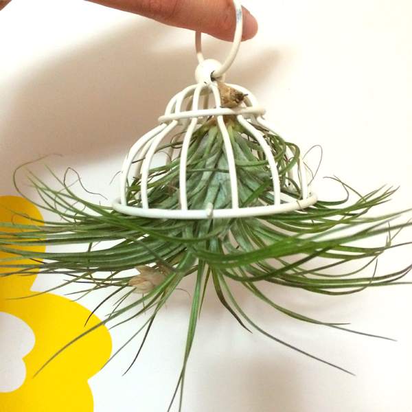 how to choose air pineapple for novice