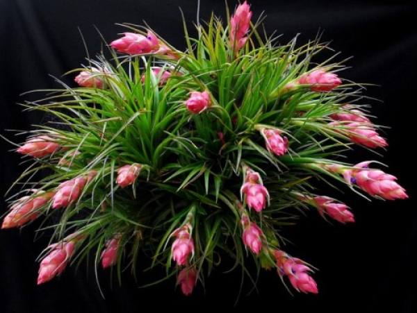 Air pineapple blossom Air pineapple blossom