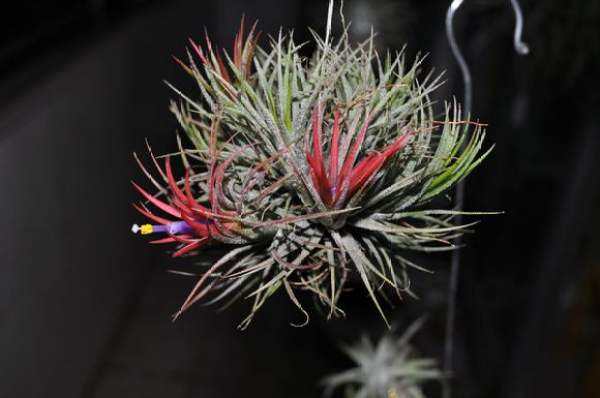 air pineapple blossoms air pineapple blossoms