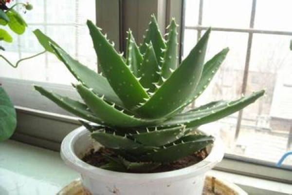 Aloe at room temperatures