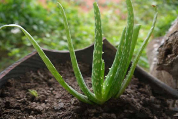 aloe at room temperature