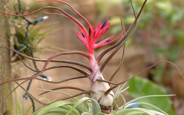 Purple Flower Pineapple