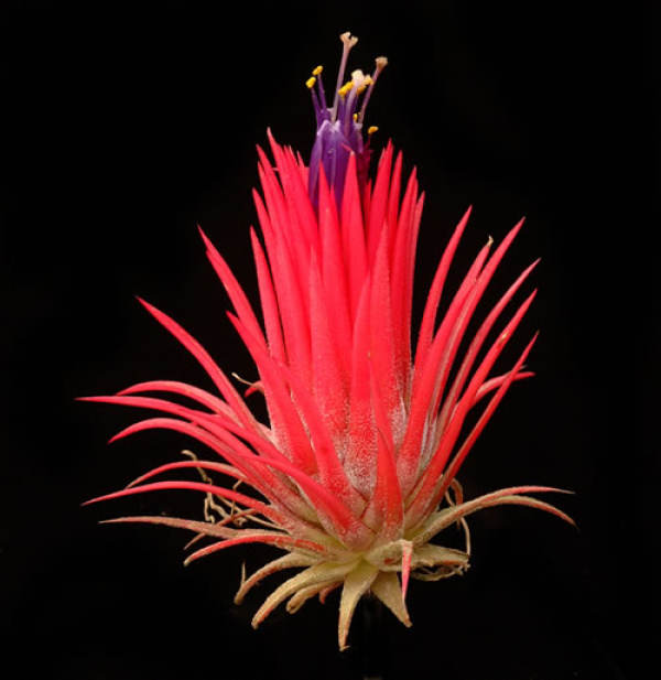 Purple Flower Pineapple