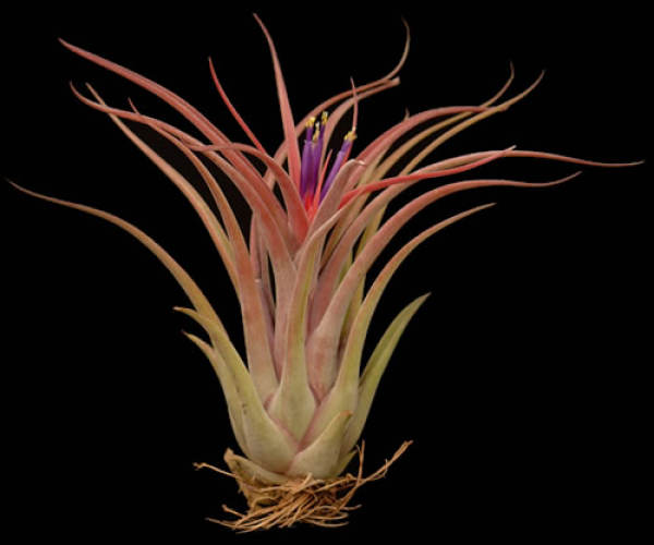 Purple Flower Pineapple