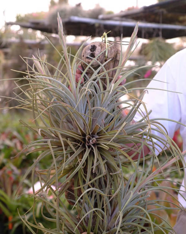 Purple Flower Pineapple