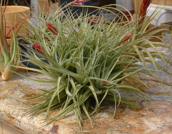 Purple Flower Pineapple