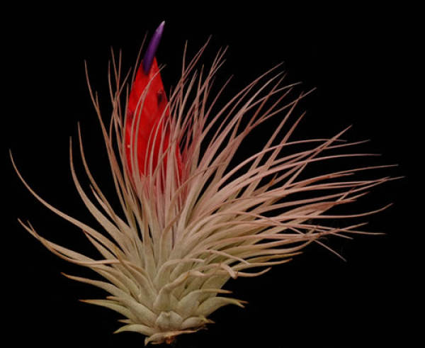 Purple Flower Pineapple