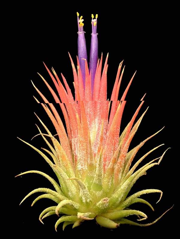 Purple Flower Pineapple
