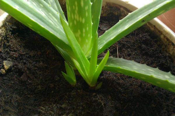 Aloe seedling transplantation