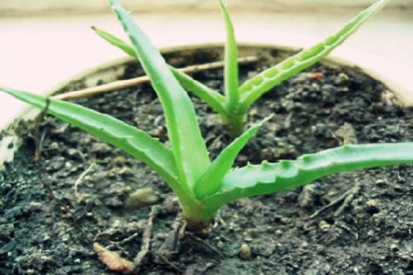 Aloe seedling transplantation