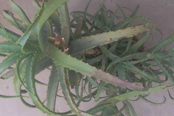 Characteristics of morbidity of Aloe Rust