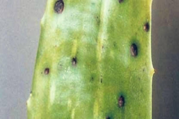 Characteristics of morbidity of Aloe Rust