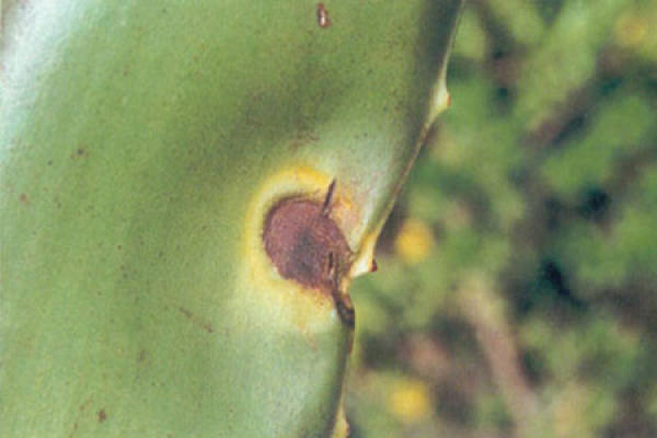 Characteristics of morbidity of Aloe Rust