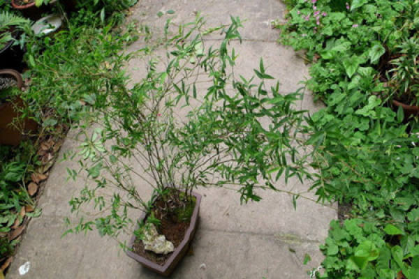 Potted Bambusa multiplex