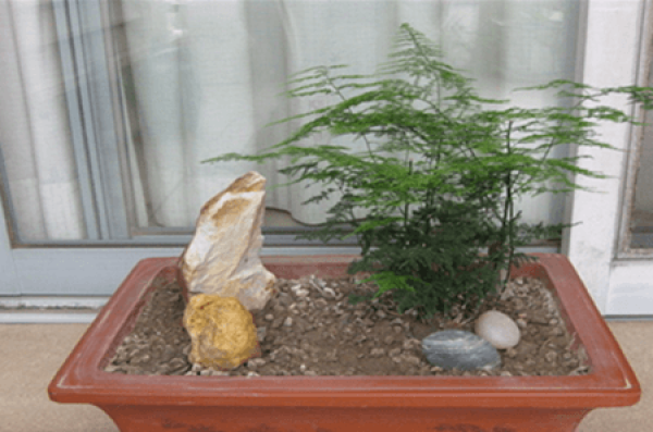 Potted Bambusa multiplex