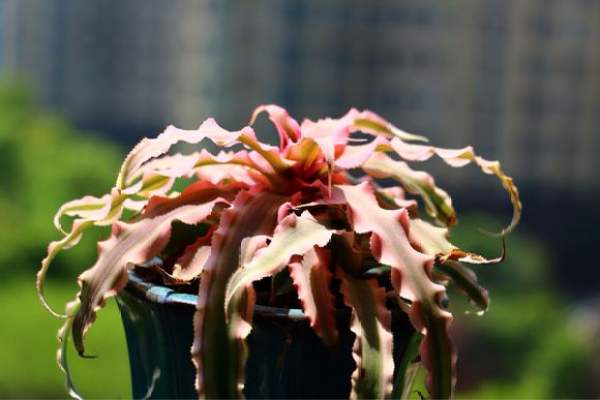 Water Tower Flower