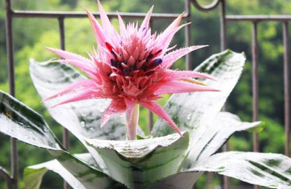 Water Tower Flower