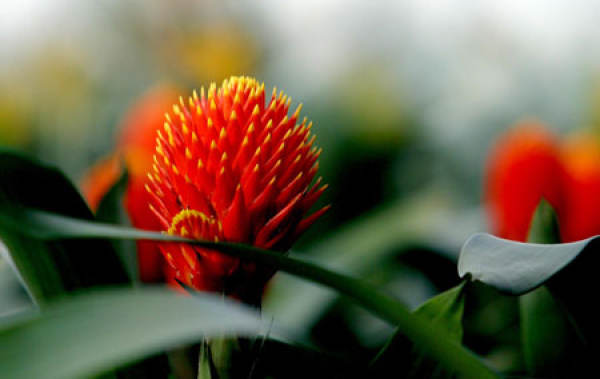 water tower flower